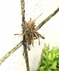 Xyleus discoideus angulatus