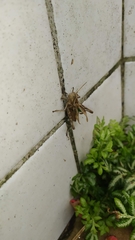 Xyleus discoideus angulatus