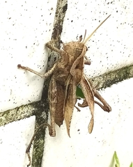 Xyleus discoideus angulatus