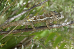 Furcifer verrucosus