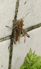 Xyleus discoideus angulatus