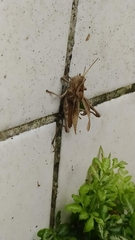 Xyleus discoideus angulatus