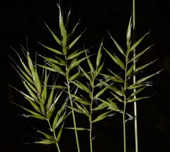 Anthoxanthum aristatum