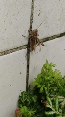 Xyleus discoideus angulatus