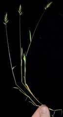 Anthoxanthum aristatum