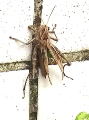 Xyleus discoideus angulatus