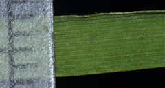 Anthoxanthum aristatum