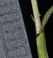 Anthoxanthum aristatum