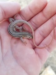 Aspidoscelis gularis