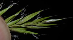 Anthoxanthum aristatum