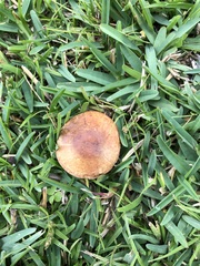 Suillus