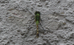 Erythemis simplicicollis image