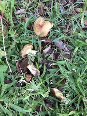 Suillus