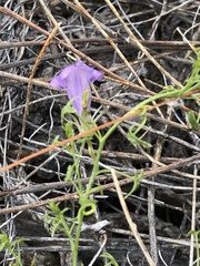 Maurandya antirrhiniflora