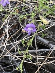 Maurandya antirrhiniflora