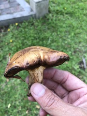 Suillus
