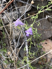 Maurandya antirrhiniflora
