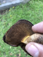 Suillus