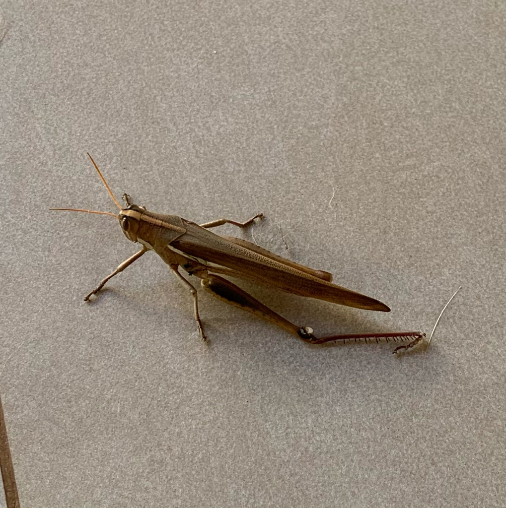 Schistocerca flavofasciata from Mogi Mirim on May 06, 2021 at 0955 AM