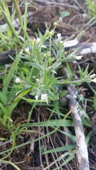 Microsteris gracilis