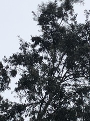 Parabuteo unicinctus