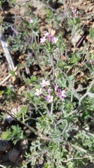 Collomia heterophylla