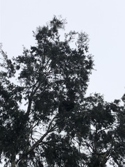 Parabuteo unicinctus