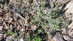 Collomia heterophylla