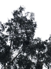 Parabuteo unicinctus