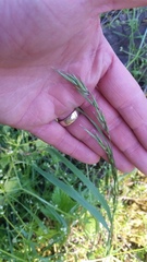 Melica subulata