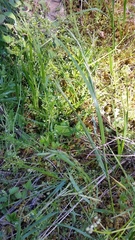 Melica subulata
