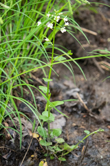 Cardamine rotundifolia