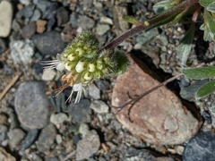 Phacelia corymbosa