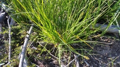 Carex arcta