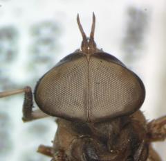 Tabanus colombensis