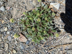 Phacelia corymbosa