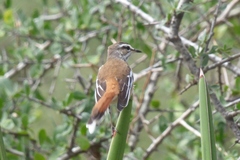 Cercotrichas leucophrys