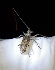 Monochamus titillator