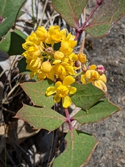Berberis pumila