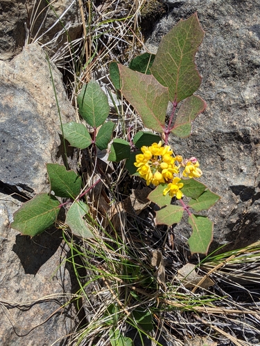 Image of Berberis pumila by (c) David Anderson, some rights reserved (CC BY)
