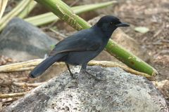 Laniarius funebris