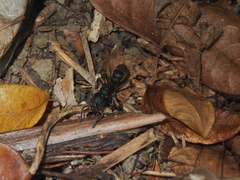 Pseudoneoponera rufipes
