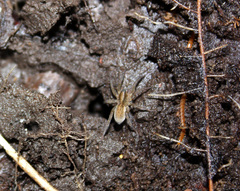 Trochosa terricola