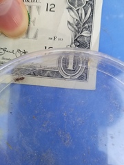 Pseudomethoca bequaerti