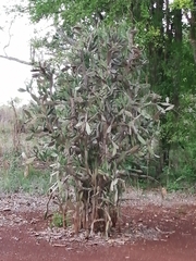 Opuntia inaperta