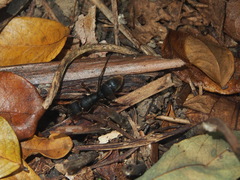 Pseudoneoponera rufipes