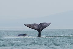Bowhead Whale photo 5