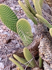 Opuntia microdasys