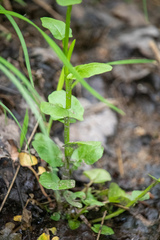 Cardamine rotundifolia