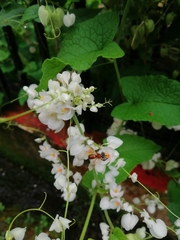 Tetragonula melanocephala